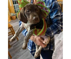 AKC German Shorthaired puppies Males and female