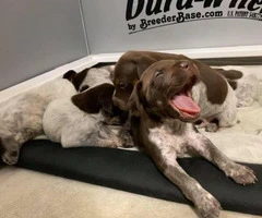 AKC German Shorthaired puppies Males and female - 2