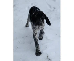 AKC German Shorthaired puppies Males and female - 3