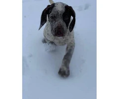 AKC German Shorthaired puppies Males and female - 4