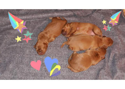 Irish Setters