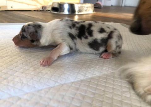 Female blue merle rough collie puppy