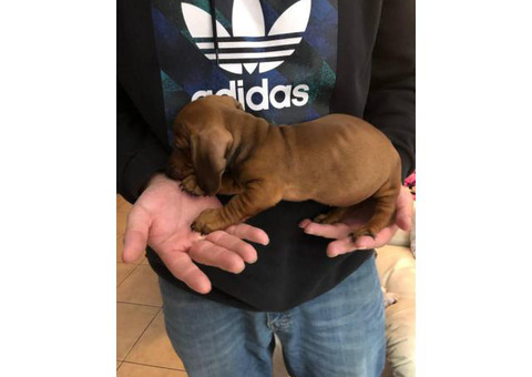 One male mini dachshund puppy for sale