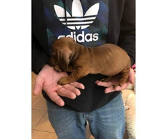 One male mini dachshund puppy for sale