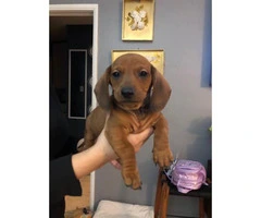 One male mini dachshund puppy for sale - 2