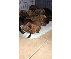 One male mini dachshund puppy for sale - 4