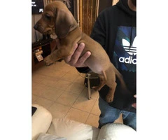 One male mini dachshund puppy for sale - 5