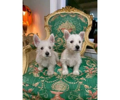 2 males West Highland White Terrier Puppies available