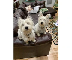 2 males West Highland White Terrier Puppies available - 2