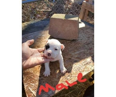 Pocket size American bullies for sale - 3