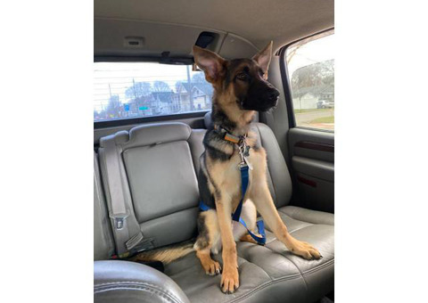 7 month old German Shepherd puppy looking for new home