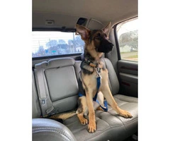7 month old German Shepherd puppy looking for new home - 1