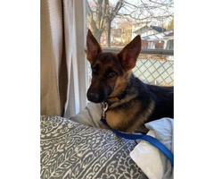 7 month old German Shepherd puppy looking for new home - 2