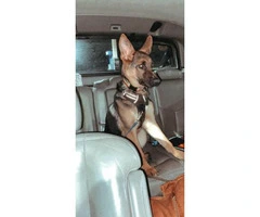 7 month old German Shepherd puppy looking for new home - 3