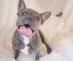 3.5 months old Male French bulldog puppy