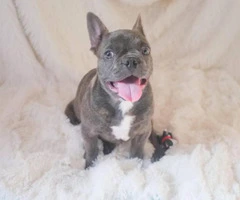 3.5 months old Male French bulldog puppy - 2