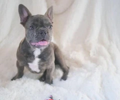 3.5 months old Male French bulldog puppy - 3