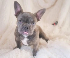 3.5 months old Male French bulldog puppy - 4
