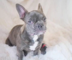 3.5 months old Male French bulldog puppy - 5