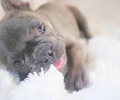 3.5 months old Male French bulldog puppy - 6