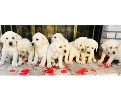 AKC yellow lab puppies - 2