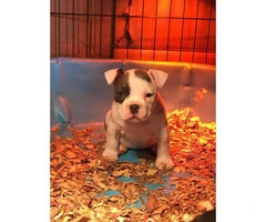 Gorgeous white female American bully puppy up for sale - 1