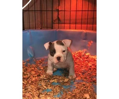 Gorgeous white female American bully puppy up for sale - 2