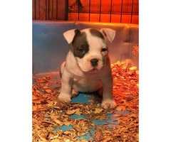 Gorgeous white female American bully puppy up for sale - 3