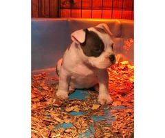 Gorgeous white female American bully puppy up for sale - 4