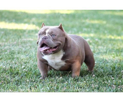 Gorgeous white female American bully puppy up for sale West Sacramento