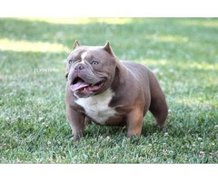 Gorgeous white female American bully puppy up for sale - 6