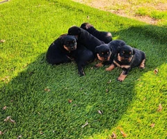7 beautiful fullblooded, German Rottweiler puppies