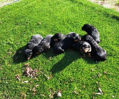 7 beautiful fullblooded, German Rottweiler puppies - 2