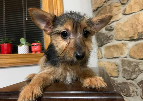 Chorkie Puppy For Sale By Owner Puppies For Sale Near Me