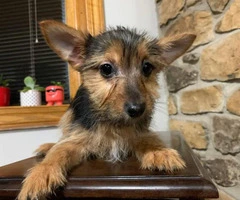 15 weeks old Yorkie chihuahua mix puppy available