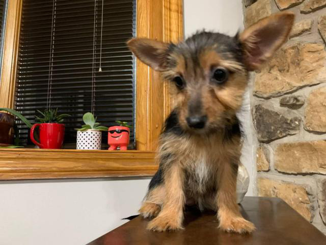 15 weeks old Yorkie chihuahua mix puppy available in