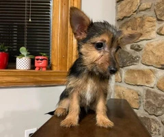 15 weeks old Yorkie chihuahua mix puppy available