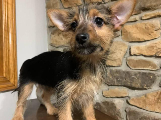 15 weeks old Yorkie chihuahua mix puppy available in