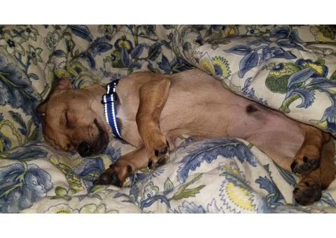 Adoptable Male chiweenie puppy