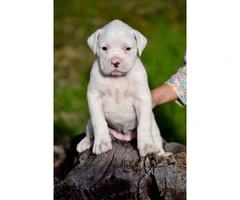 4 female white boxer puppies for sale - 2