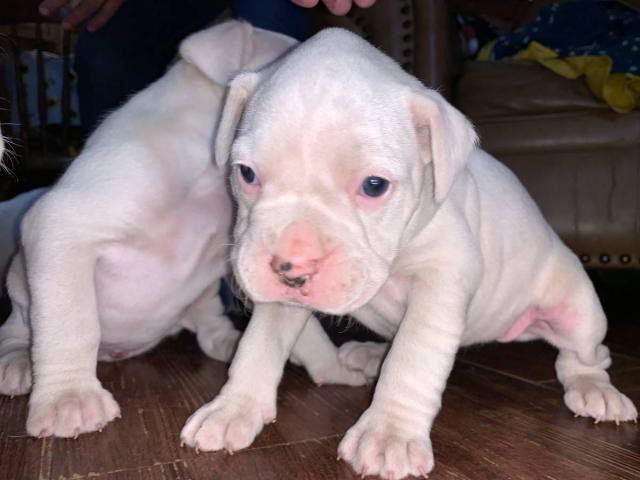 4 female white boxer puppies for sale in San Antonio