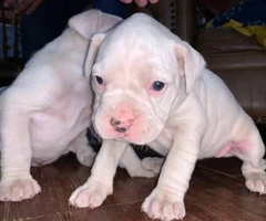 4 female white boxer puppies for sale - 3