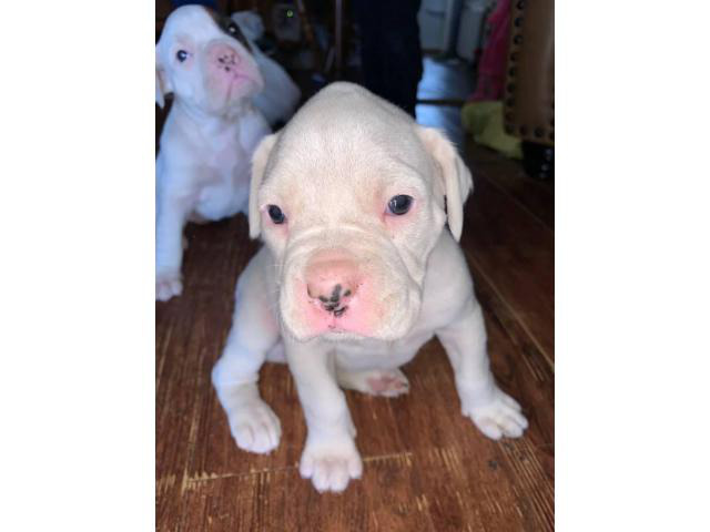 4 female white boxer puppies for sale in San Antonio