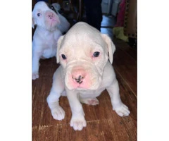 4 female white boxer puppies for sale - 4
