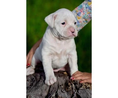 4 female white boxer puppies for sale - 5