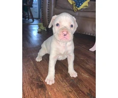 4 female white boxer puppies for sale - 6