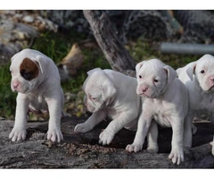 4 female white boxer puppies for sale - 7