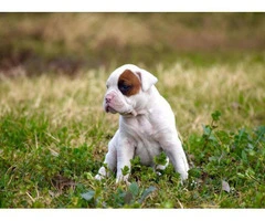 4 female white boxer puppies for sale - 9