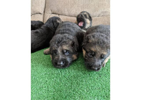 5 Gorgeous AKC German shepherd puppies