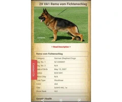 5 Gorgeous AKC German shepherd puppies - 12